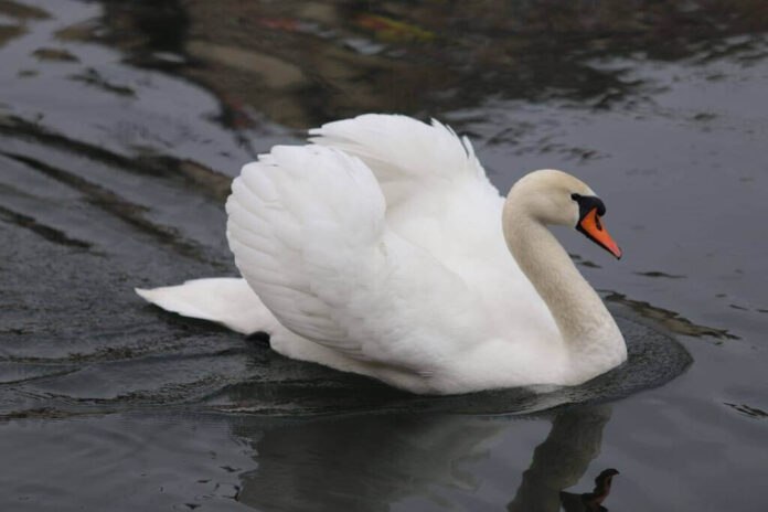 Foto: Narcis Alexandru