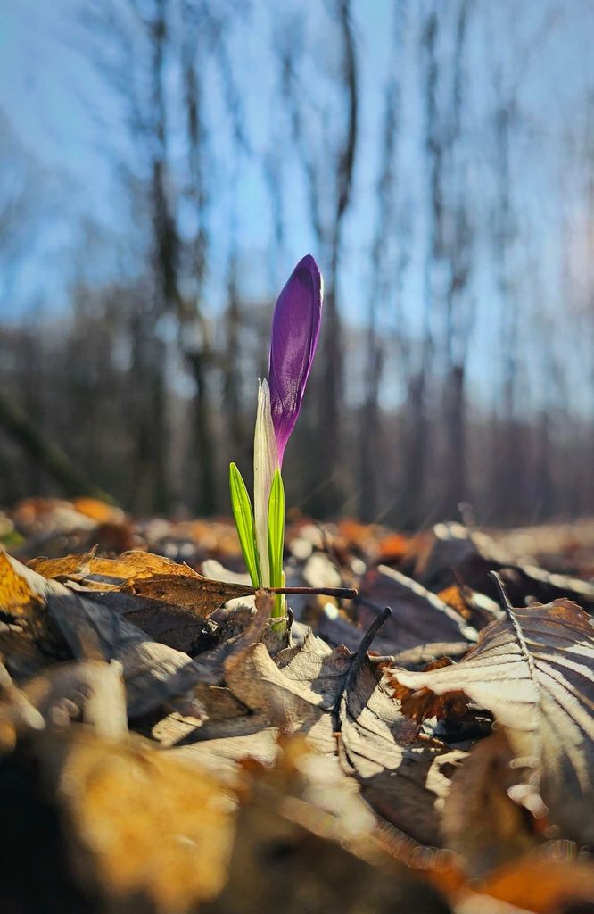 Imaginea zilei 25.02.2026