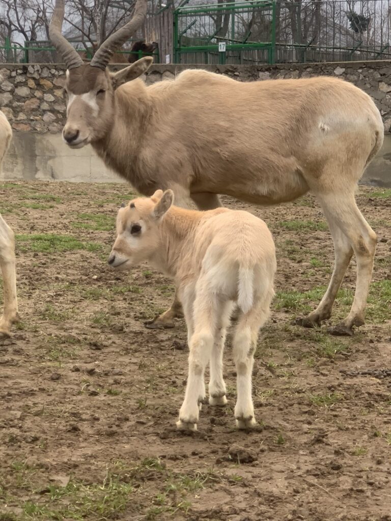 Doi pui de la Zoo Oradea topesc inimile vizitatorilor (FOTO)