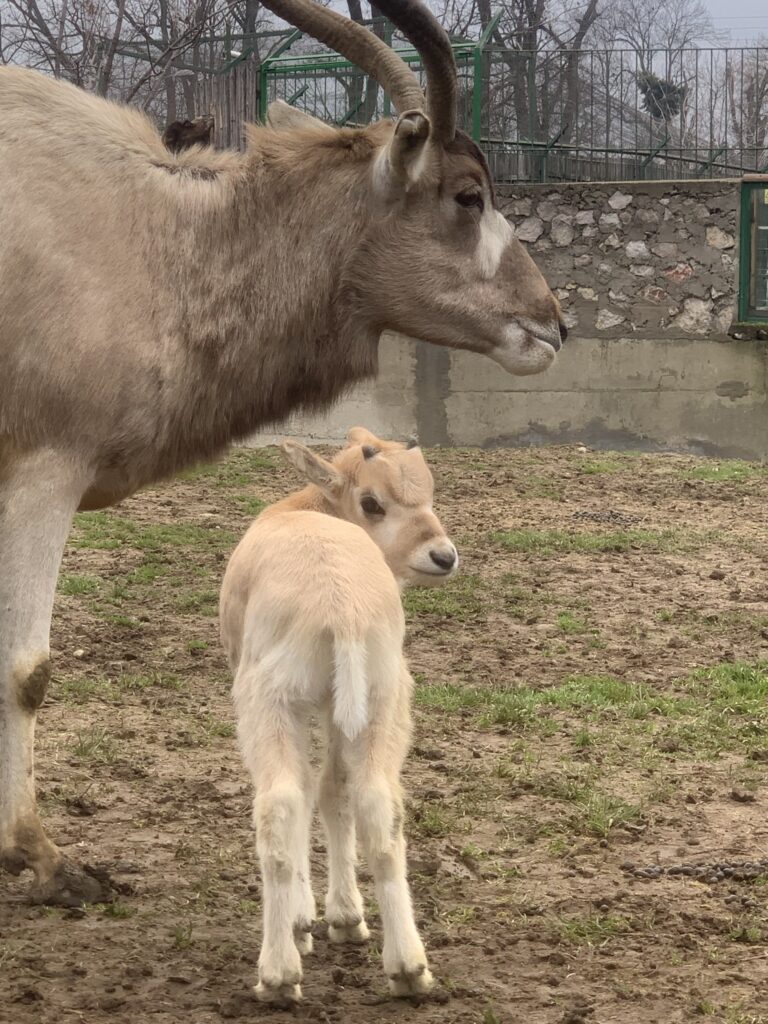 Foto: Zoo Oradea