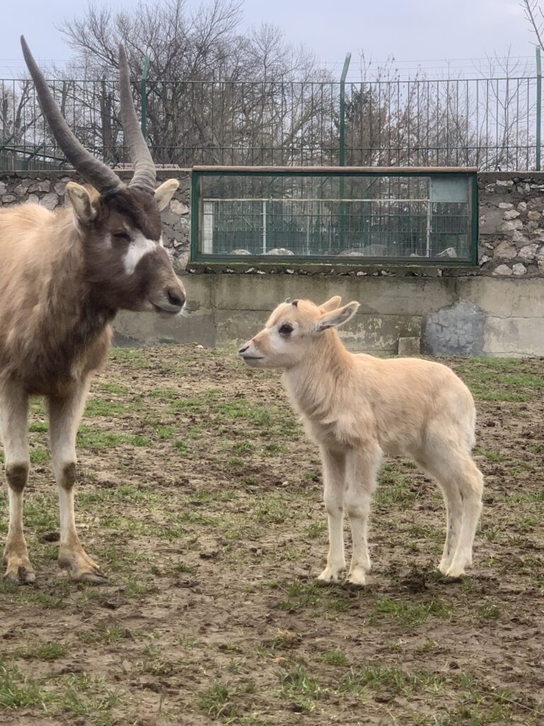 Foto: Zoo Oradea