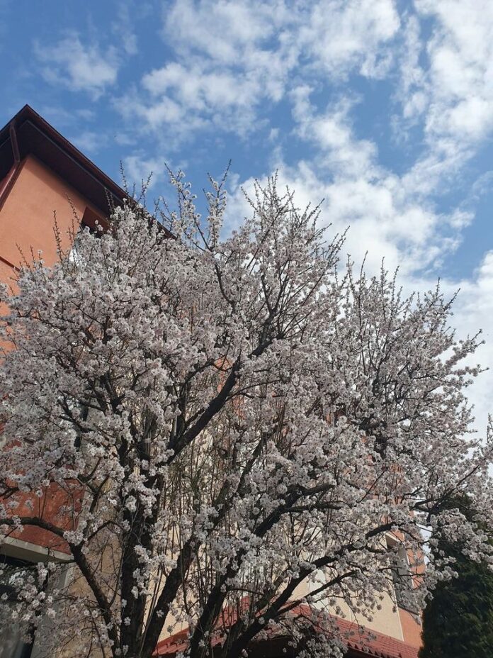 Foto: Liceul Don Orione