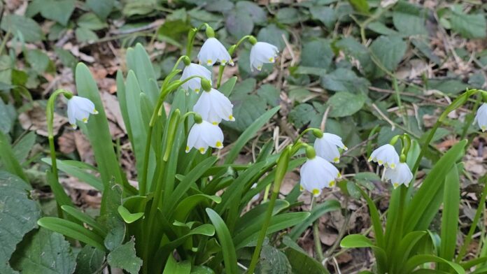 Foto: Crina Dobocan