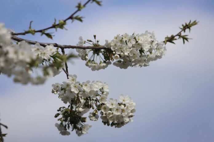 Foto: Narcis Alexandru