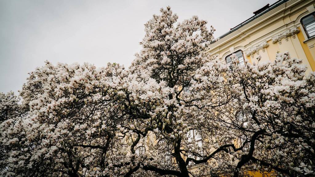 Imaginea zilei 29.03.2026