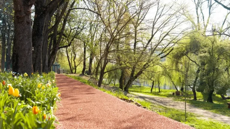 Plan pe 10 ani pentru copacii orașului