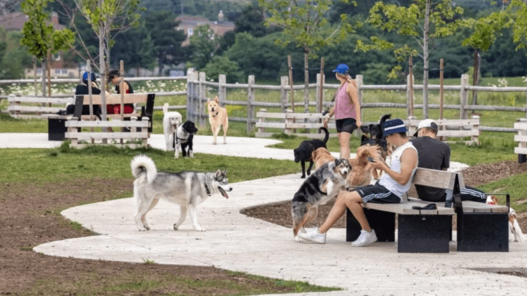 Oradea pregătește reguli noi pentru cei care au animale de companie. Amenzi de până la 2.000 de lei și planuri pentru mai multe spații dedicate