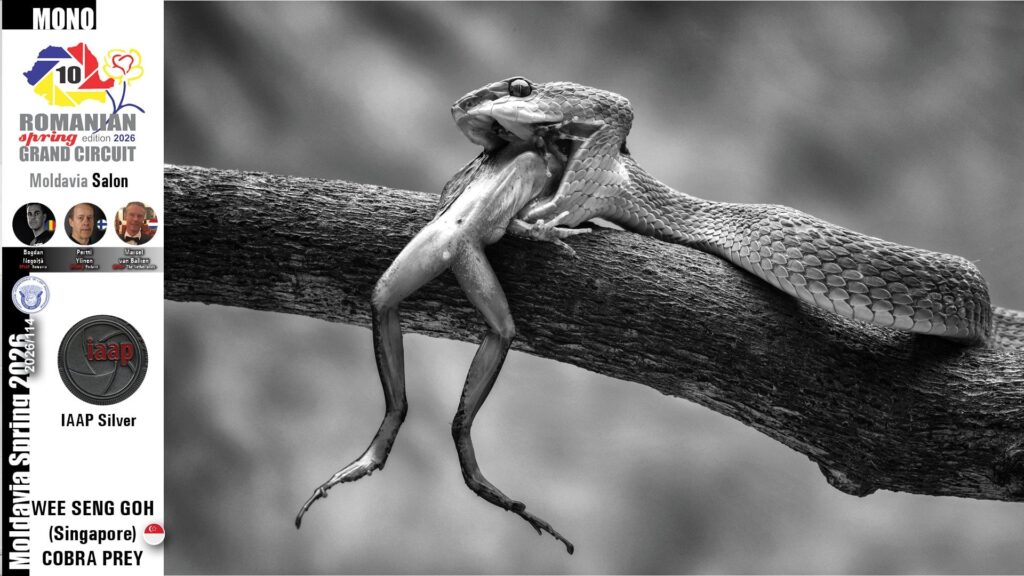 Foto: Varadinum Foto Club Oradea