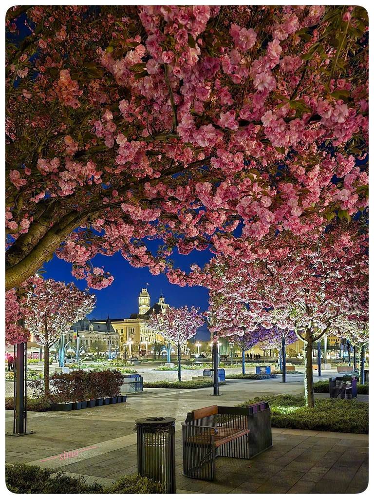 Imaginea zilei 9.04.2026