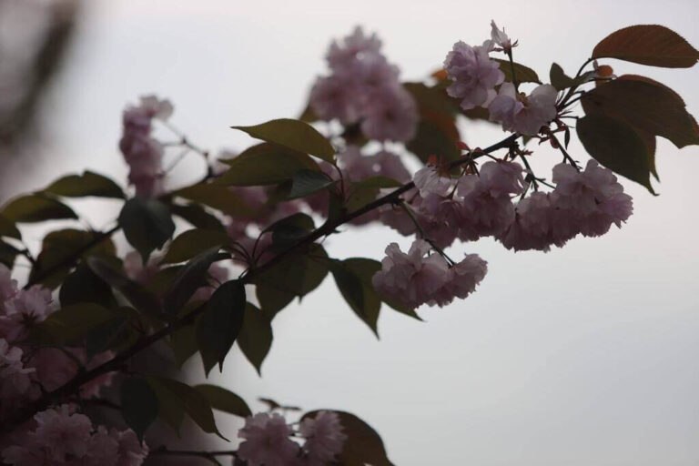 Foto: Narcis Alexandru