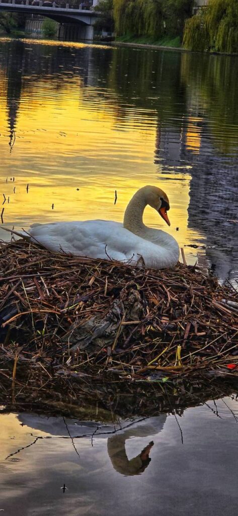Imaginea zilei 18.04.2026