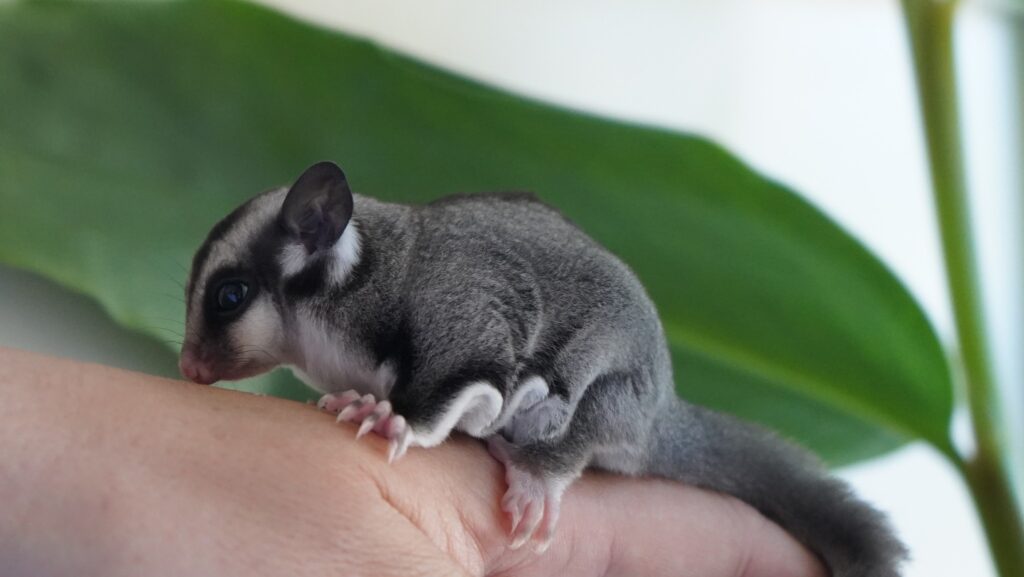 Foto; Muzeul Țării Crișurilor