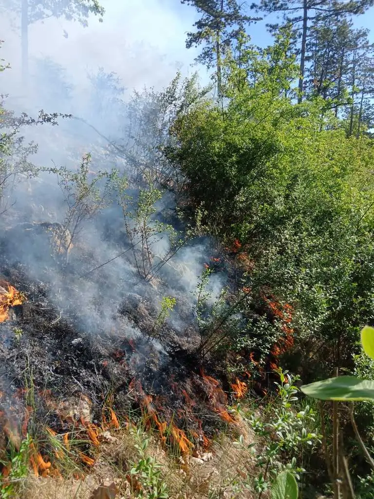Incendiu devastator între Șuncuiuș și Vadu Crișului. 14 hectare de pădure au fost distruse