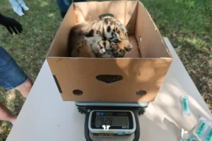 Foto: ADP Oradea