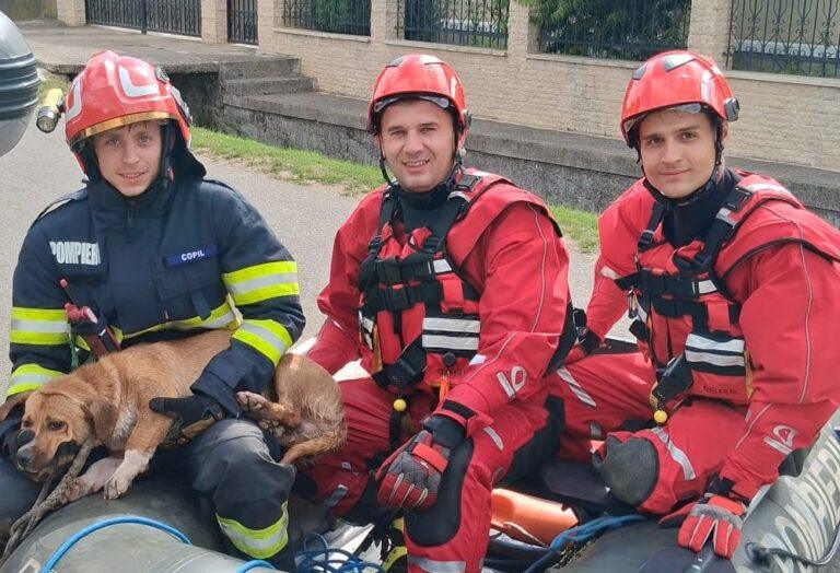 Doi câini, salvați din calea morții de pompierii bihoreni. Unul a fost scos dintr-un canal, celălalt din apele Crișului Repede și s-a întors acasă